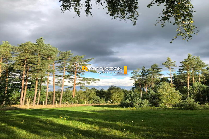 DOMEK NAD MORZEM | LAS | SASINO | 3 156m2 DZIAŁKA - Sasino
